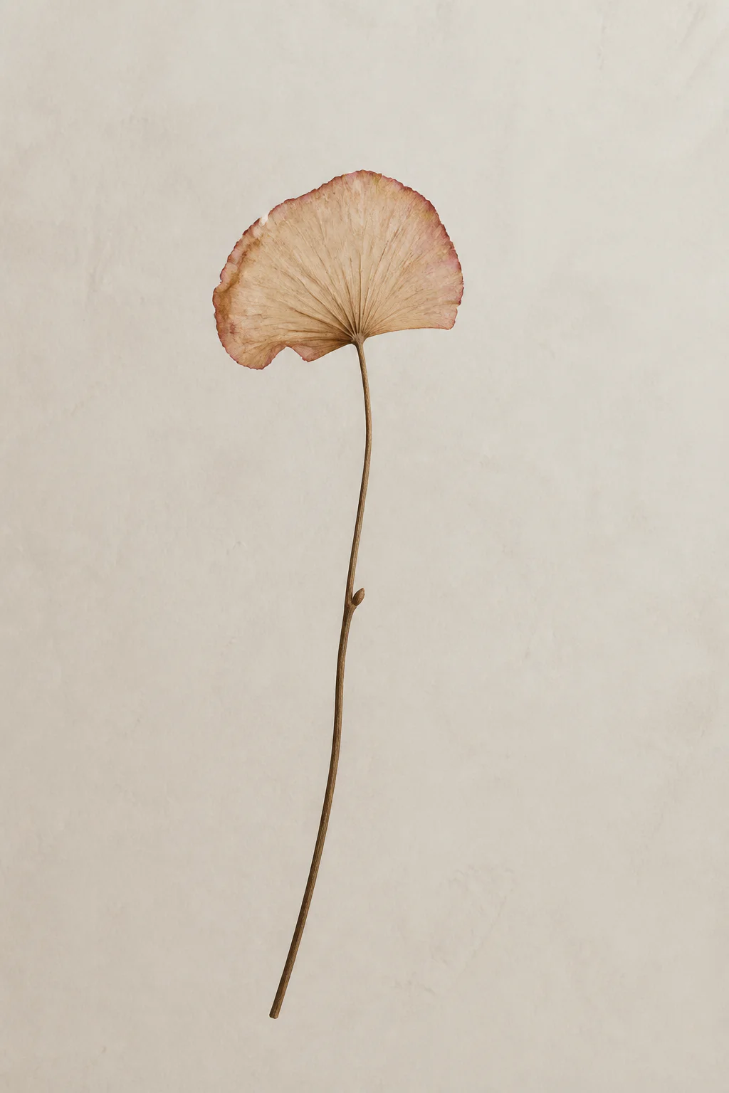 Delicate dried botanical stem on warm ivory